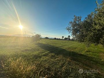 Terreno agricolo a Partinico