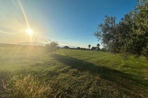 Terreno agricolo a Partinico