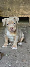 Pitbull tricolor