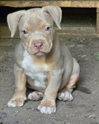 Pitbull tricolor