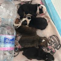 BULLDOG INGLESI tricolor