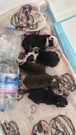 BULLDOG INGLESI tricolor