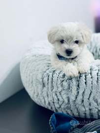 Cuccioli di maltesi