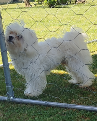Maltese per monta