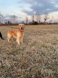 Maschio per accoppiamento