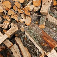 Legna leccio e quercia