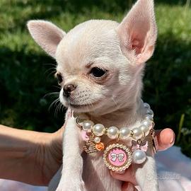 CHIHUAHUA TOY CUCCIOLI DISPONIBILI pag 12 rate