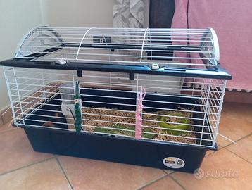 Gabbia porcellino d'india/coniglio nano
