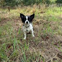 Chihuahua femmina pelo lungo pedigree