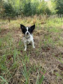 Chihuahua femmina pelo lungo pedigree