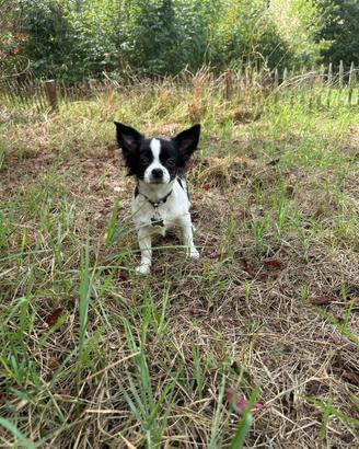 Chihuahua femmina pelo lungo pedigree