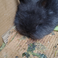 Coniglietti testa di leone/nani