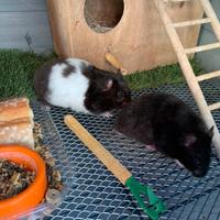 Coppia Criceto dorato