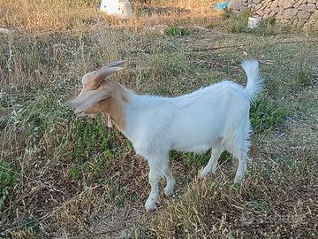 Capretto