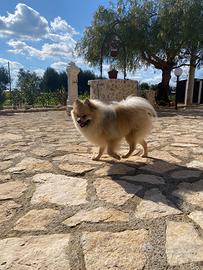 Spitz di pomerania
