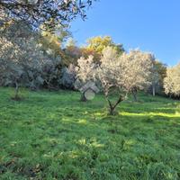 TER. AGRICOLO A MOMPEO