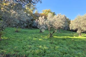 TER. AGRICOLO A MOMPEO