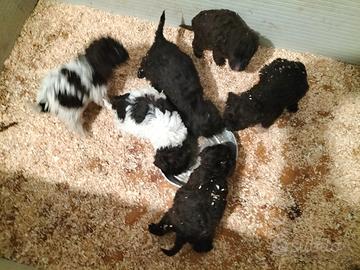 Cuccioli di Lagotto Romagnolo