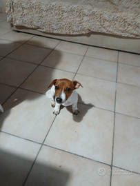 Jack Russel toy