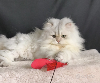 Gattino British longhair