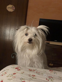 Malltesina per accoppiamento