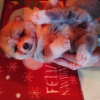 Cucciolo akita pelo lungo