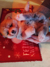 Cucciolo akita pelo lungo