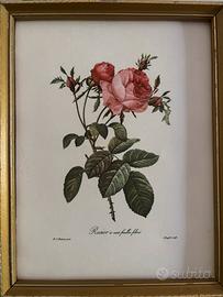 tavole botaniche vintage del 1954