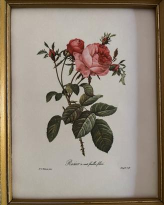 tavole botaniche vintage del 1954