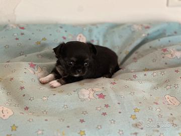 Chihuahua