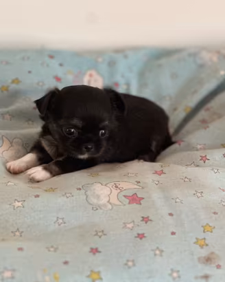 Chihuahua