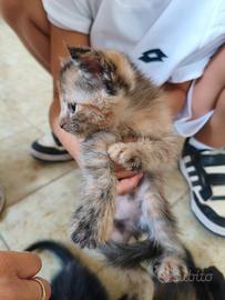 Ultima gattina