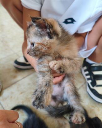 Ultima gattina