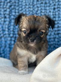 JASPER chihuahua a pelo lungo da allevamento