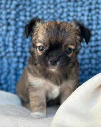 JASPER chihuahua a pelo lungo da allevamento