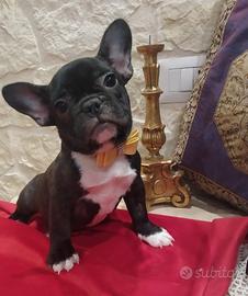 Bouledogue francese cuccioli tre mesi disponibili