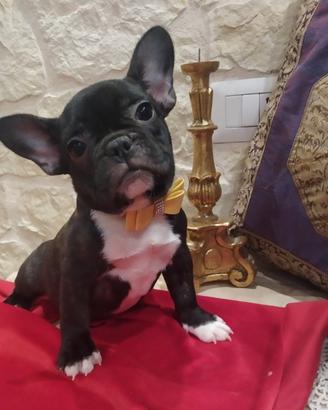 Bouledogue francese cuccioli tre mesi disponibili
