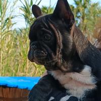 Bouledogue/bulldog francese