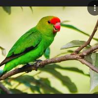 Inseparabili taranta allevati a mano