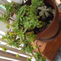 Cascata piante grasse