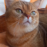 British Shorthair gatta