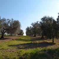 Terreno agricolo 3 ettari