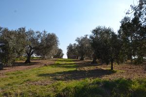 Terreno agricolo 3 ettari