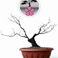 Bonsai carpino nero