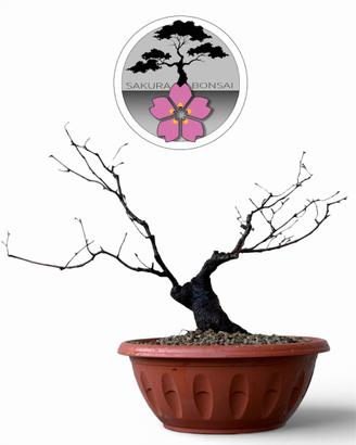 Bonsai carpino nero