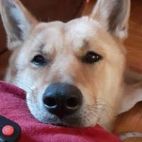 Cane Lupo Cescoslovacco--Akita