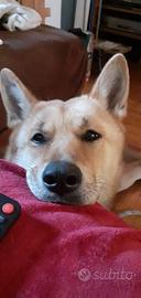 Cane Lupo Cescoslovacco--Akita