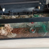 Pogona (drago barbuto),con teca e accessori