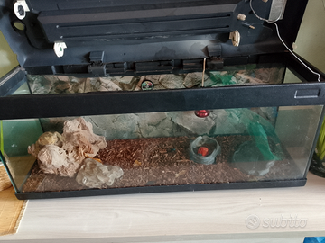 Pogona (drago barbuto),con teca e accessori