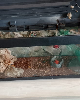 Pogona (drago barbuto),con teca e accessori